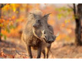 african-safari-small-2