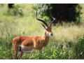 african-safari-small-0