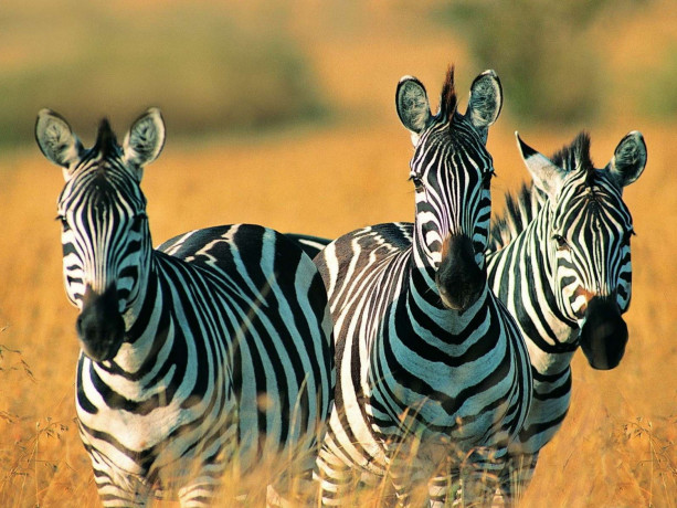 african-safari-big-1