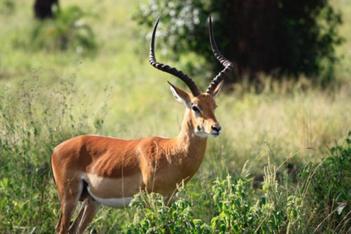 african-safari-big-0