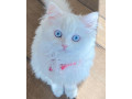 pure-breed-persian-cat-available-for-adoption-small-0