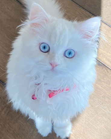 pure-breed-persian-cat-available-for-adoption-big-0