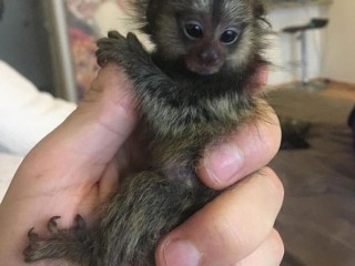 Finger Monkeys for Sale | Real Monkey for Sale | Cute Finger Monkey | Finger Monkey for Sale | Finger Monkeys Price