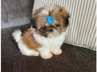 Shih Tzu puppies for adoption near me