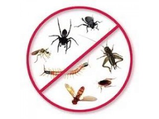 Squeak Pest Control Brisbane