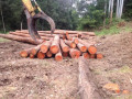 experience-hassle-free-timber-logging-operations-with-log-check-forestry-small-0