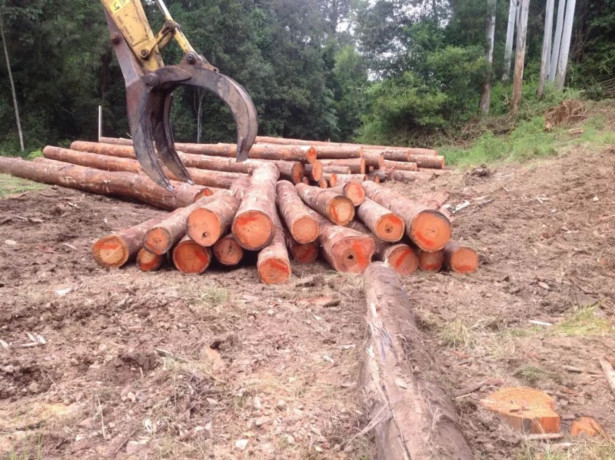 experience-hassle-free-timber-logging-operations-with-log-check-forestry-big-0