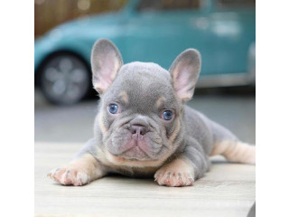 Outstanding registered Frenchies