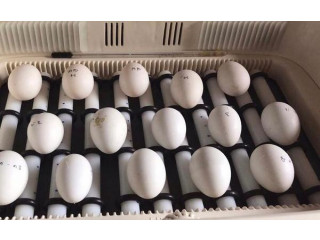 Parrots and fertile eggs