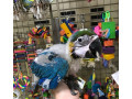 baby-parrots-and-accessories-small-2