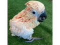 baby-parrots-and-accessories-small-1