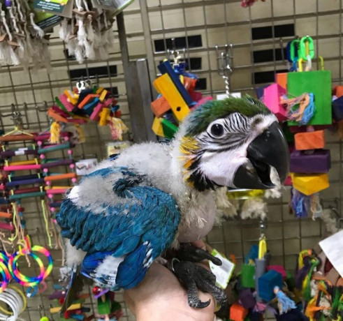 baby-parrots-and-accessories-big-2