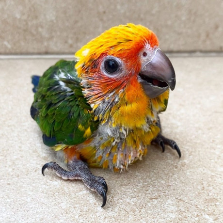 baby-parrots-and-accessories-big-0