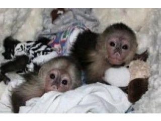 Baby Face Capuchin Monkeys available