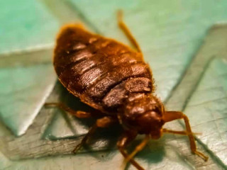 BED BUG HEAT TREATMENT SOLUTION IN WELLAND - WHAT IS THE PRICE?
