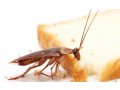 pest-control-services-in-chennai-small-0