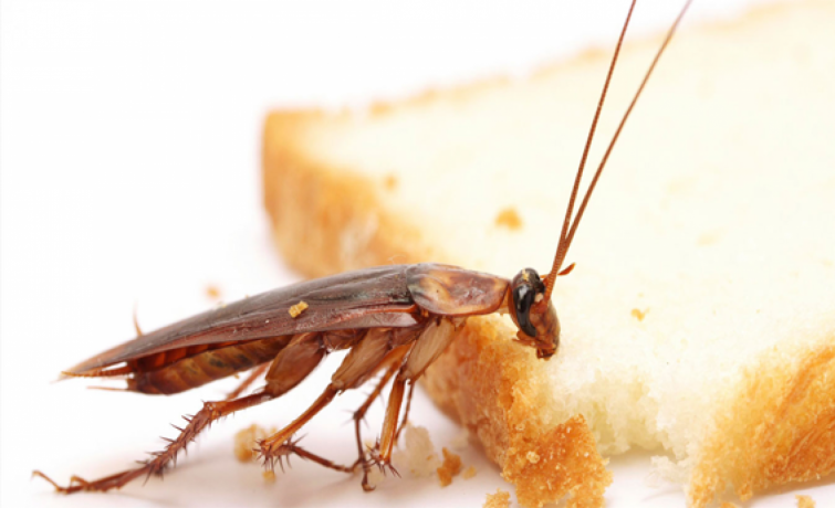 pest-control-services-in-chennai-big-0