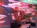 super-red-arowana-asian-red-arowana24k-golden-arowana-and-chili-red-arowana-fish-small-1