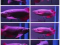 super-red-arowana-asian-red-arowana24k-golden-arowana-and-chili-red-arowana-fish-small-2