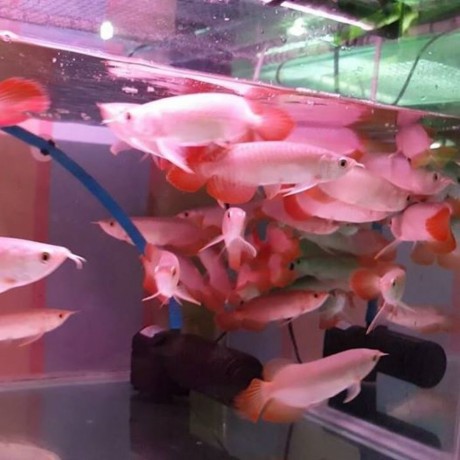 super-red-arowana-asian-red-arowana24k-golden-arowana-and-chili-red-arowana-fish-big-1