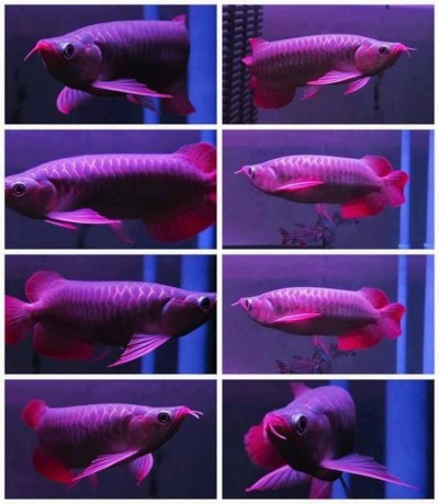 super-red-arowana-asian-red-arowana24k-golden-arowana-and-chili-red-arowana-fish-big-2