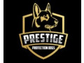 prestige-protection-dogs-personal-protection-dogs-for-sale-small-0