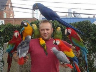Talking Cockatoo Parrots,Grey Parrots,Amazon,Macaws