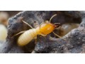 waco-pest-services-commercial-industry-small-1