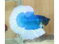 top-quality-betta-fish-for-sale-small-0