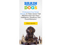 no-matter-what-your-dogs-problem-behavior-is-small-0