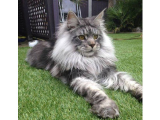 Many Kinds of Maine Coon Kittens For Sale
