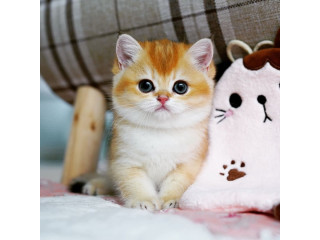 Cute munchkin kitten for sale -Philadelphia