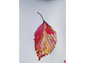 autumn-leave-with-all-colors-gg-12-x-9-colored-pencil-small-0