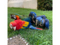 red-and-blue-macaw-parrots-for-sale-small-0