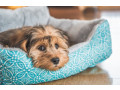 calming-dog-beds-do-they-really-work-small-0
