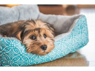 Calming Dog Beds: Do They Really Work?