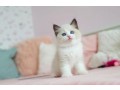siberian-kittens-for-sale-siberian-cat-for-sale-small-2