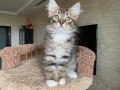 siberian-kittens-for-sale-siberian-cat-for-sale-small-1