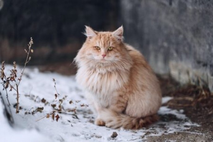 happycatslive-is-a-professional-cats-blog-big-1