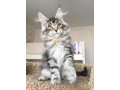 maine-coon-cats-for-sale-maine-coon-kittens-small-2