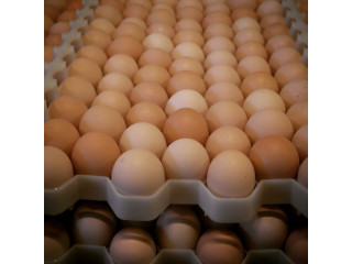 Premium Quality Fresh Table Eggs